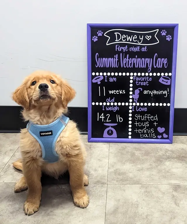 Summit Veterinary Care — photo from the business 2