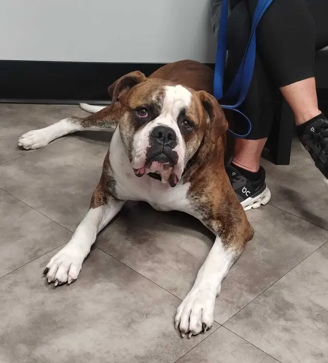 Summit Veterinary Care — photo from the business 4