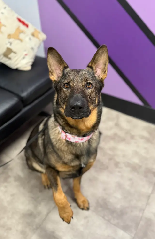 Summit Veterinary Care — photo from the business 10