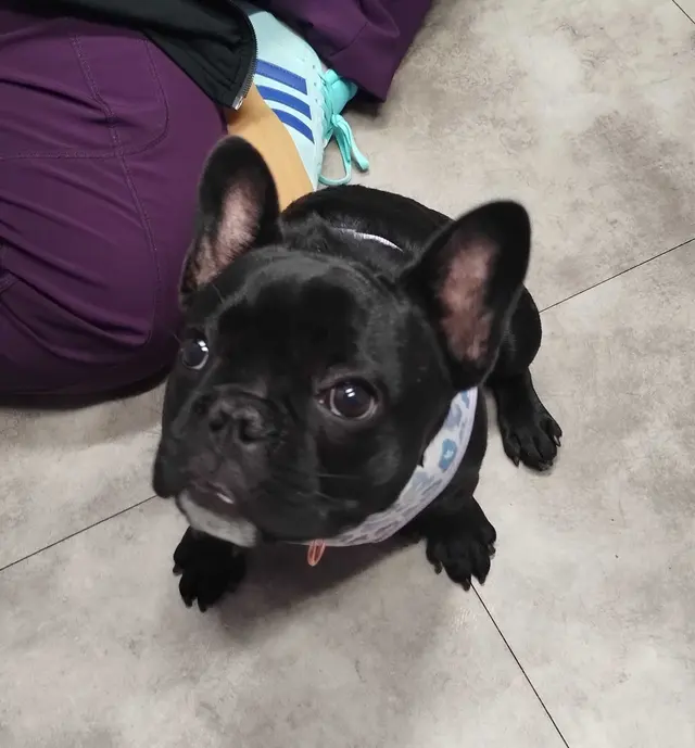 Summit Veterinary Care — photo from the business 9