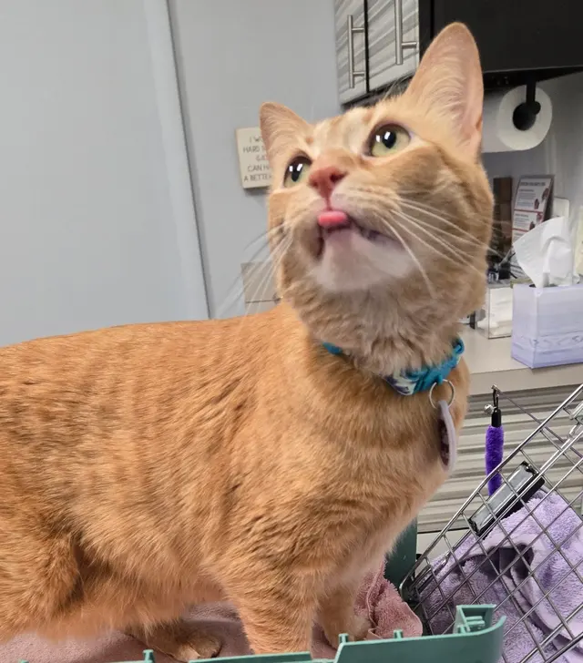 Summit Veterinary Care — photo from the business 6