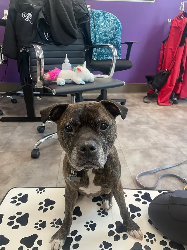 Summit Veterinary Care — photo from the business 5