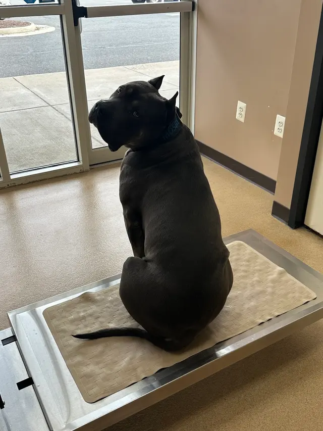 Family Veterinary Hospital of Stone Ridge — customer photo 4