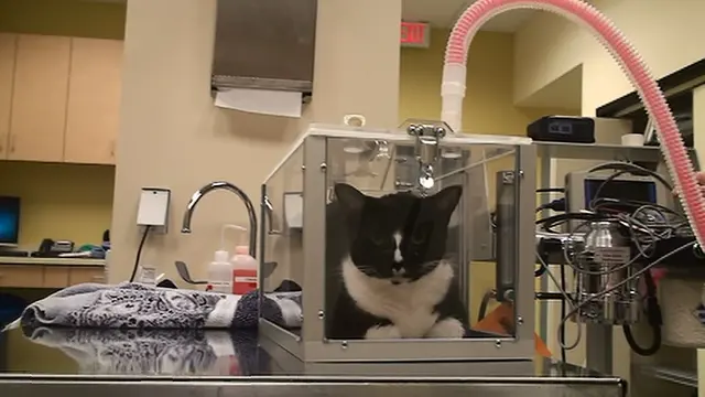 Family Veterinary Hospital of Stone Ridge — photo from the business 9