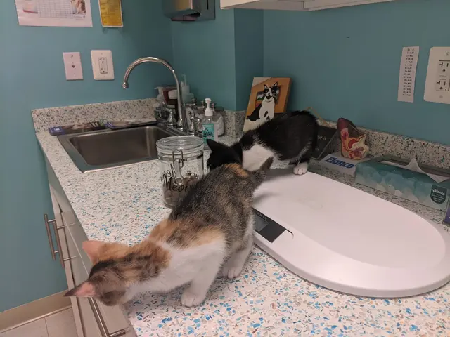 Old Towne Veterinary Clinic — customer photo 4