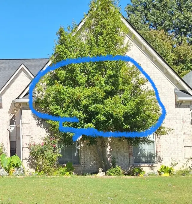 Bush Masters LLC Memphis Lawncare — customer photo 6