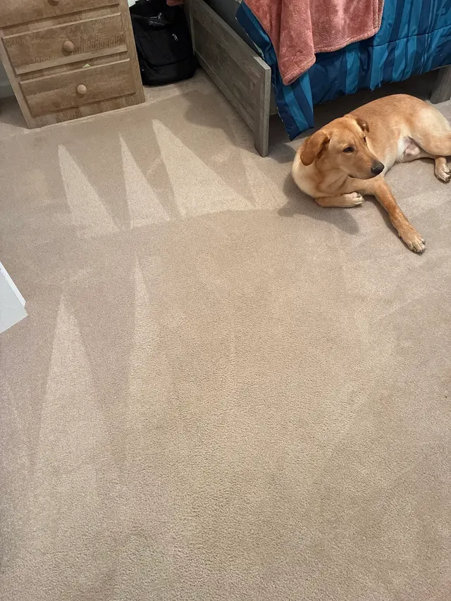 Customer photo of work by Oxi Fresh Carpet Cleaning, from Bless Girl's review