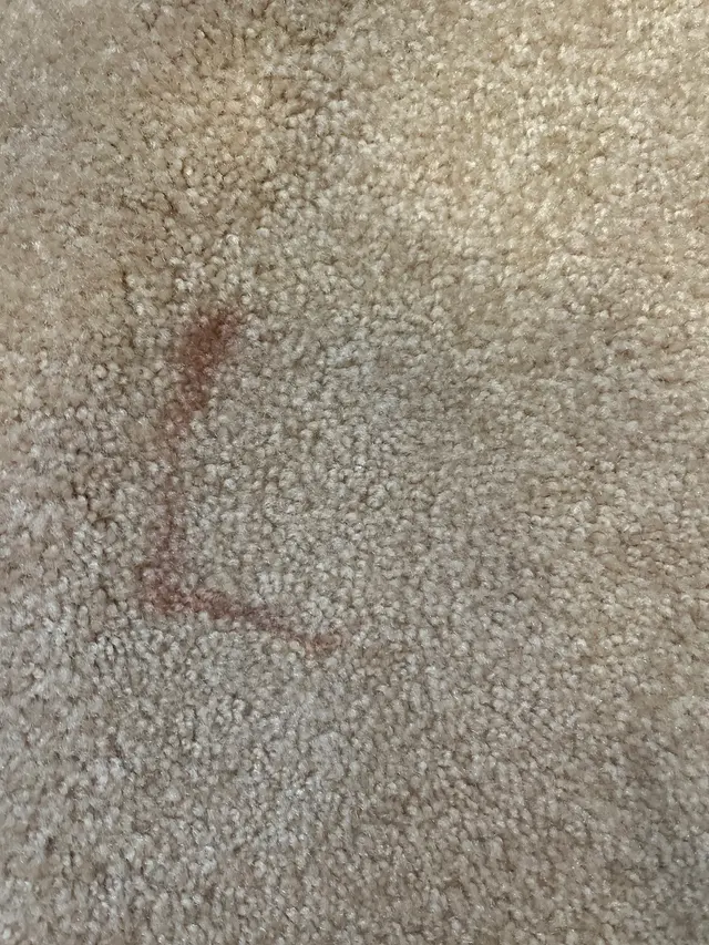 Enviroclean Carpet Care — customer photo 11