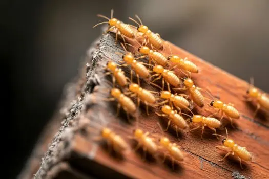 TruNorth Pest Control — photo from the business 9