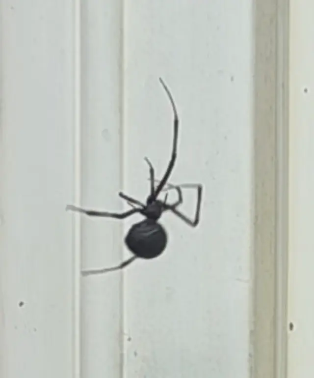 Blitz Exterminators, LLC — customer photo 8