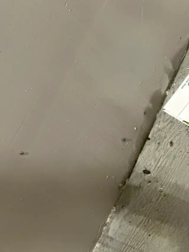 Blitz Exterminators, LLC — customer photo 10
