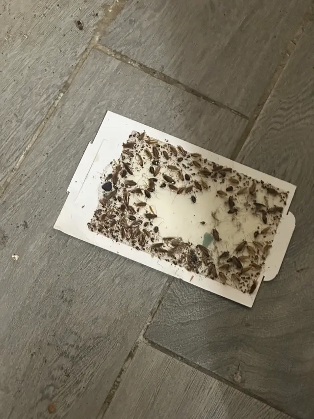 Blitz Exterminators, LLC — customer photo 5