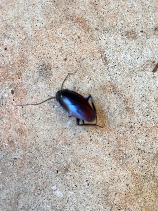 Pest Magic, LLC. — photo from the business 12