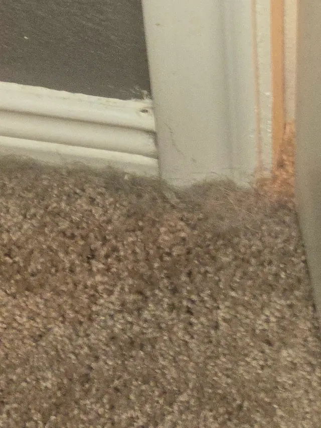 Green Cleaning DFW — customer photo 12