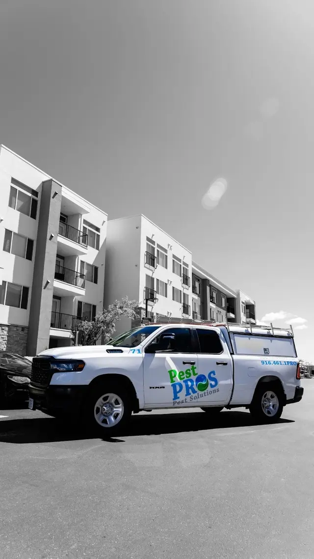 Pest Pros Pest Solutions — photo from the business 8