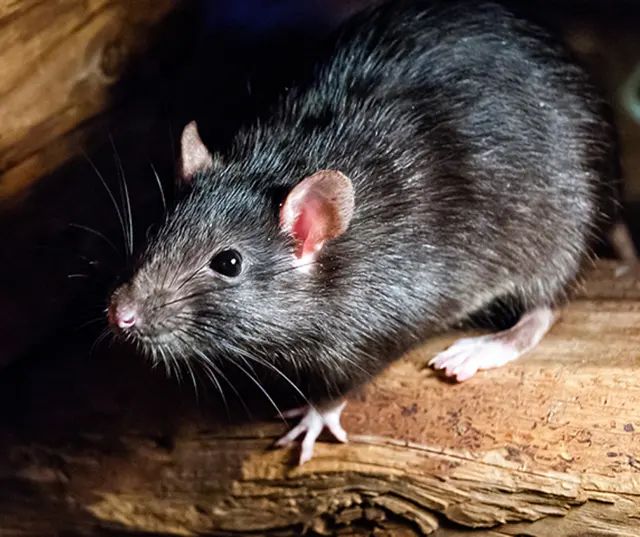 Pointer Pest Control - Roseville — photo from the business 4