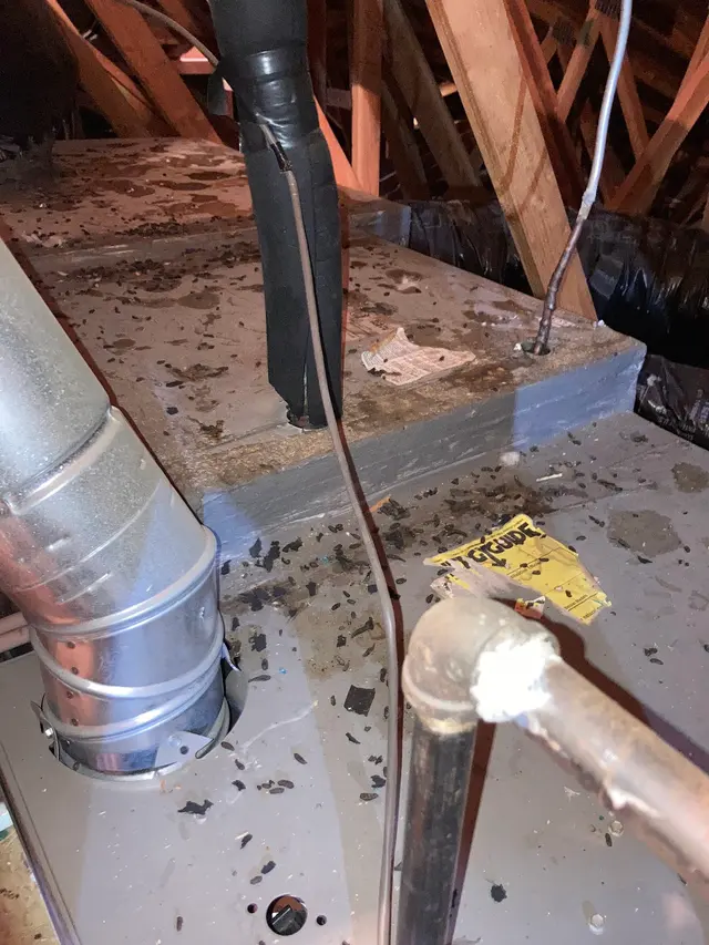 Pointer Pest Control - Roseville — photo from the business 12