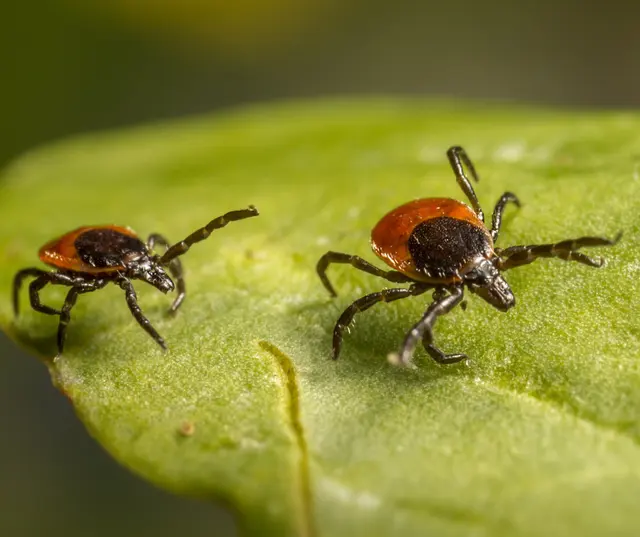 Pointer Pest Control - Roseville — photo from the business 5