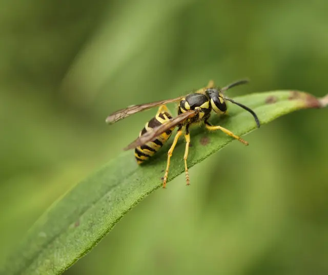 Pointer Pest Control - Roseville — photo from the business 11