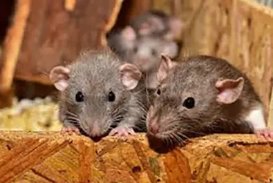 EcoGuard Pest Management — photo from the business 8