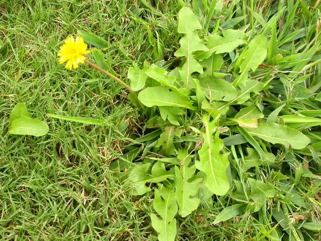 EcoGuard Pest Management — photo from the business 9