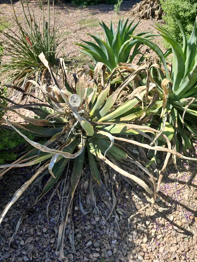 BV Lawn Care — photo from the business 11