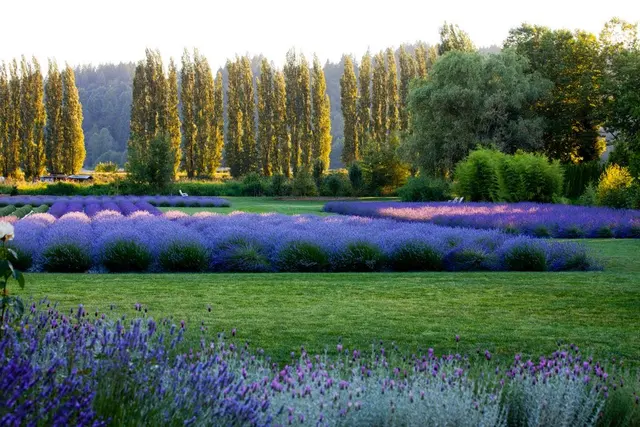 Woodinville Lavender — photo from the business 3