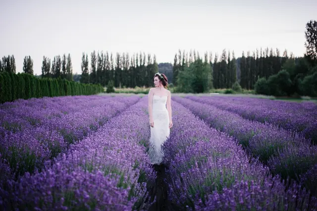 Woodinville Lavender — photo from the business 1