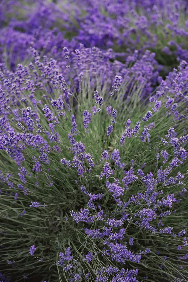 Woodinville Lavender — customer photo 6