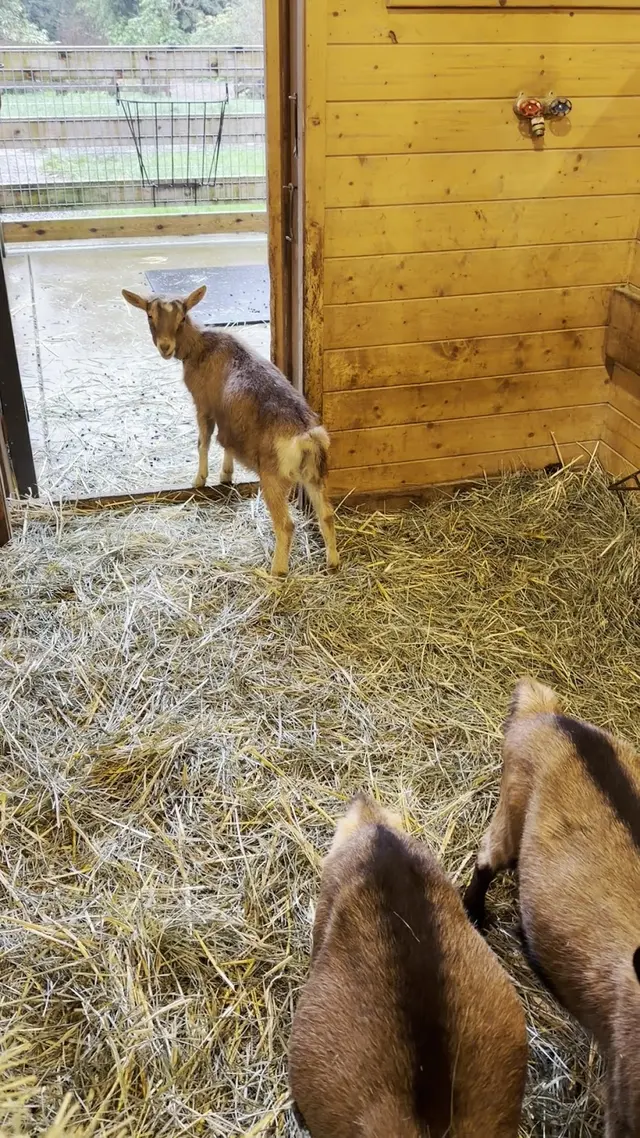 Customer photo of work by Bella Luna Farms, from Marta Stashevska's review