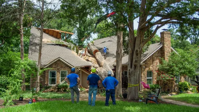 Texas Tree Surgeons — photo from the business 9