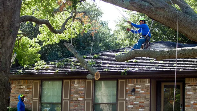 Texas Tree Surgeons — photo from the business 8