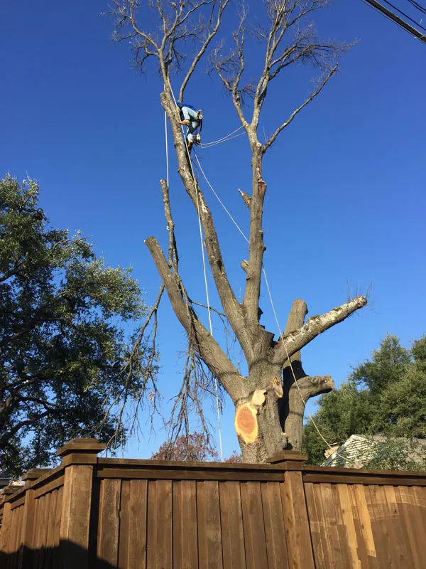 Texas Tree Surgeons — photo from the business 10