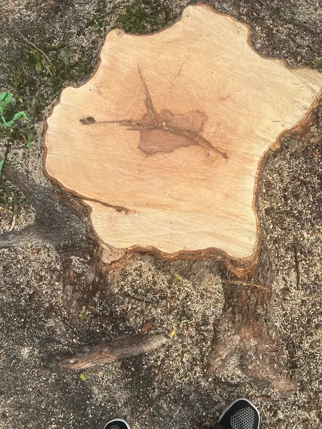 Texas Tree Surgeons — customer photo 12