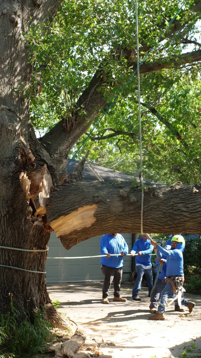 Texas Tree Surgeons — photo from the business 5