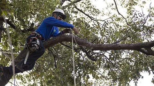 Texas Tree Surgeons — photo from the business 1