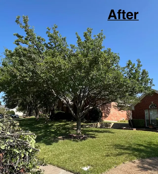 Customer photo of work by Perfect Trees, from K R's review