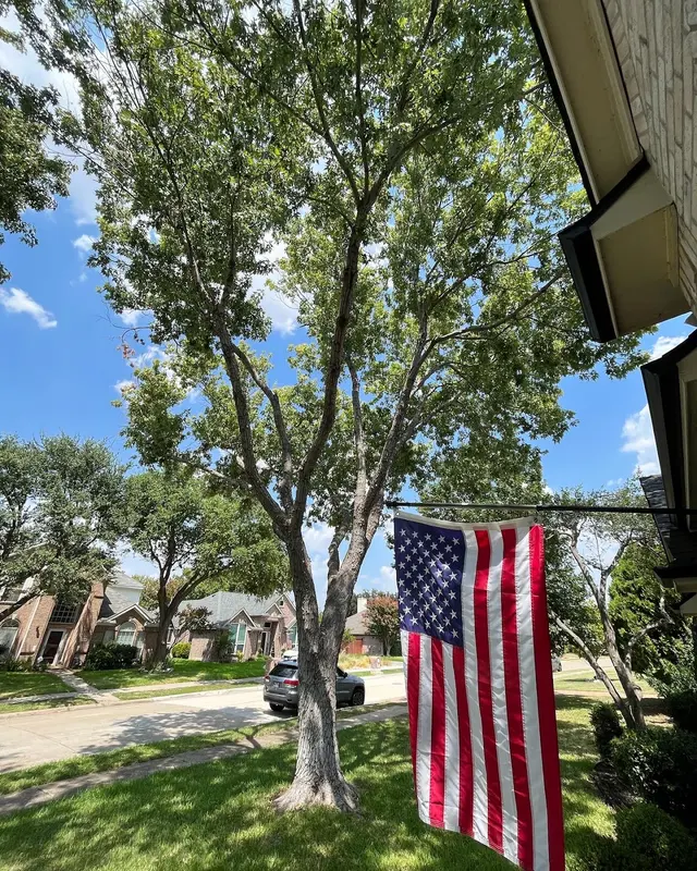 Perfect Trees — customer photo 11