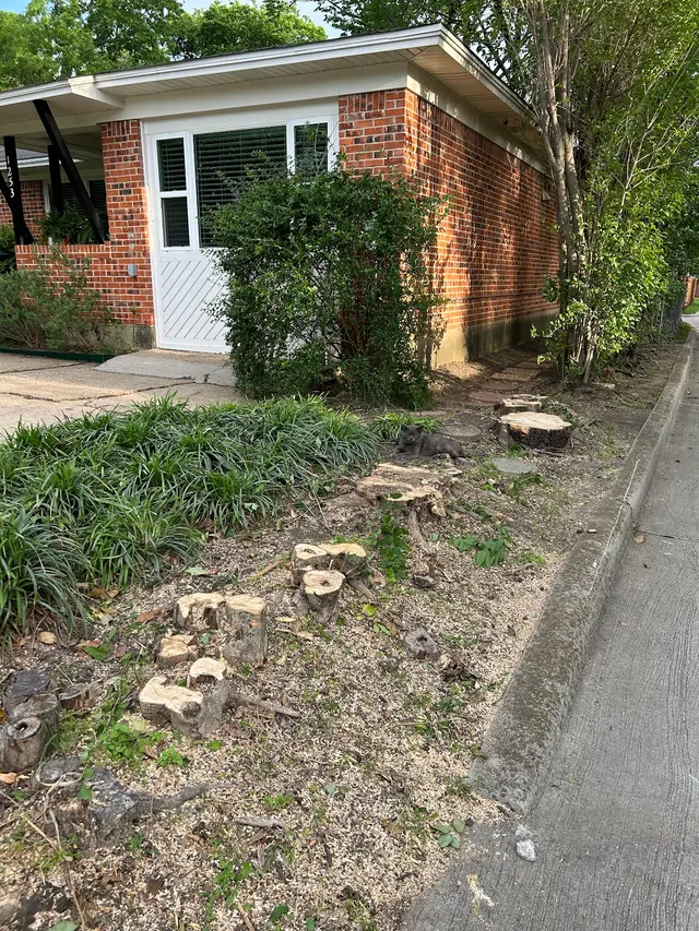 Perfect Trees — customer photo 3