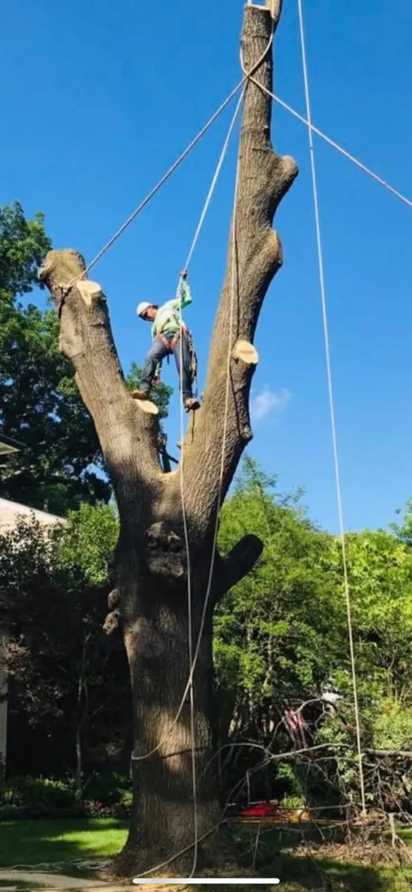 Perfect Trees — photo from the business 2