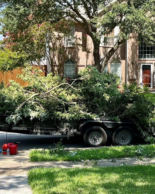 Perfect Trees — customer photo 6