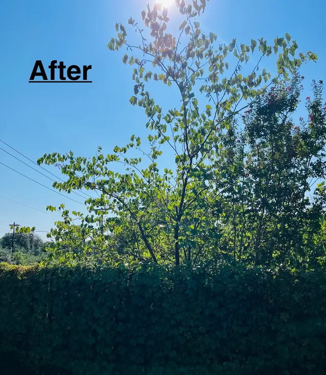 Customer photo of work by Perfect Trees, from K R's review