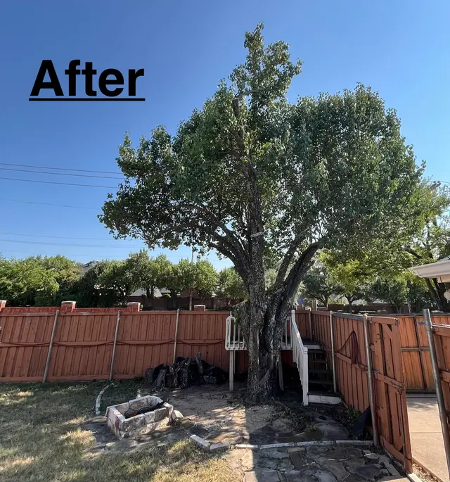 Perfect Trees — customer photo 1