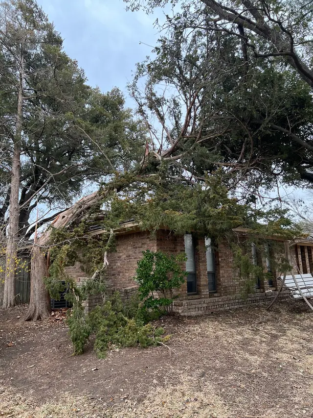 Perfect Trees — customer photo 10