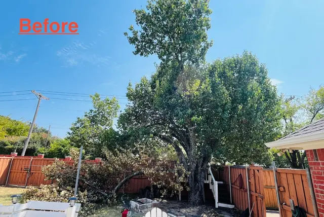 Customer photo of work by Perfect Trees, from K R's review