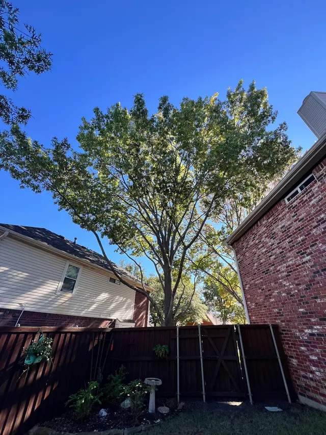 Perfect Trees — customer photo 4