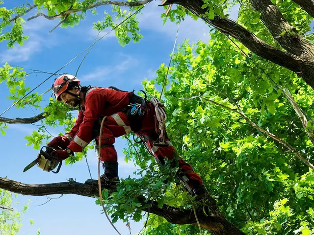 Lumberjack Tree Service — photo from the business 5