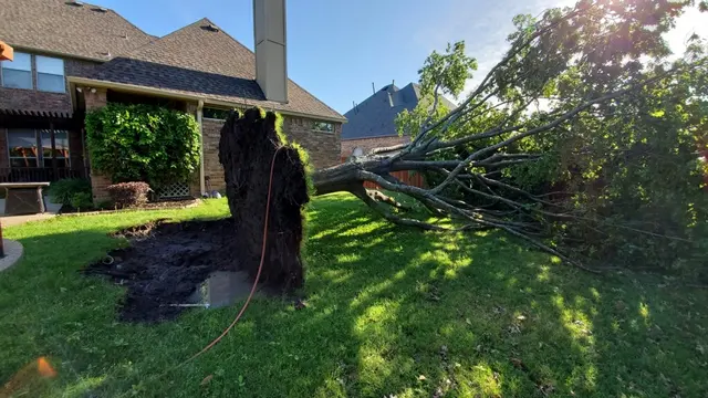 Lumberjack Tree Service — photo from the business 6