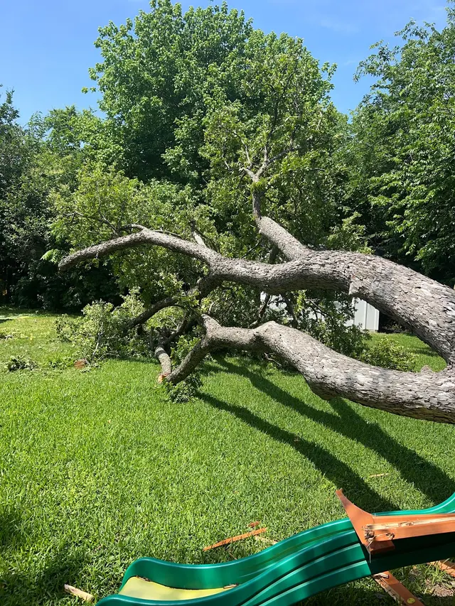 Lumberjack Tree Service — photo from the business 10