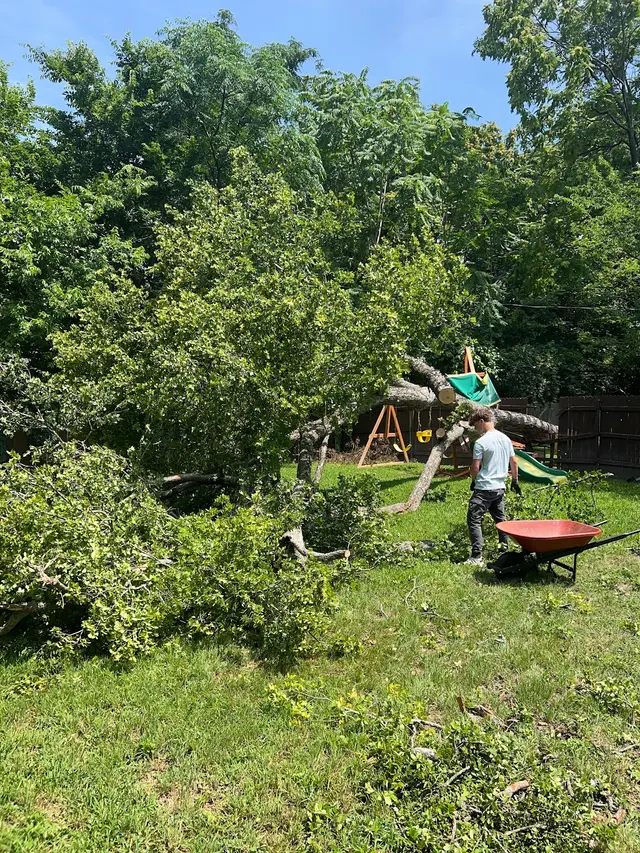 Lumberjack Tree Service — photo from the business 7